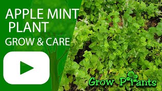 Apple mint plant – grow, care & EAT (Mentha suaveolens)