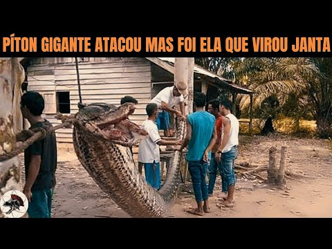 Píton Gigante Atacou mas ela que virou janta | Biólogo Henrique o Biólogo das Cobras