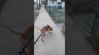 Breakbreds Dino Gambino. American Pit Bull Terrier Breakbredknls