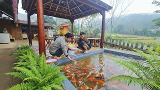 Download Lagu KONG \u0026 DAU released many beautiful KOI fish into the aquarium.A beautiful picture of the mountainous MP3