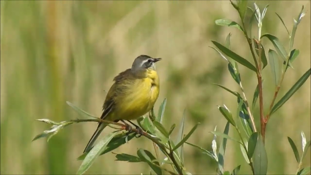 Bergeronnette ibérique Motacilla flava iberiae
