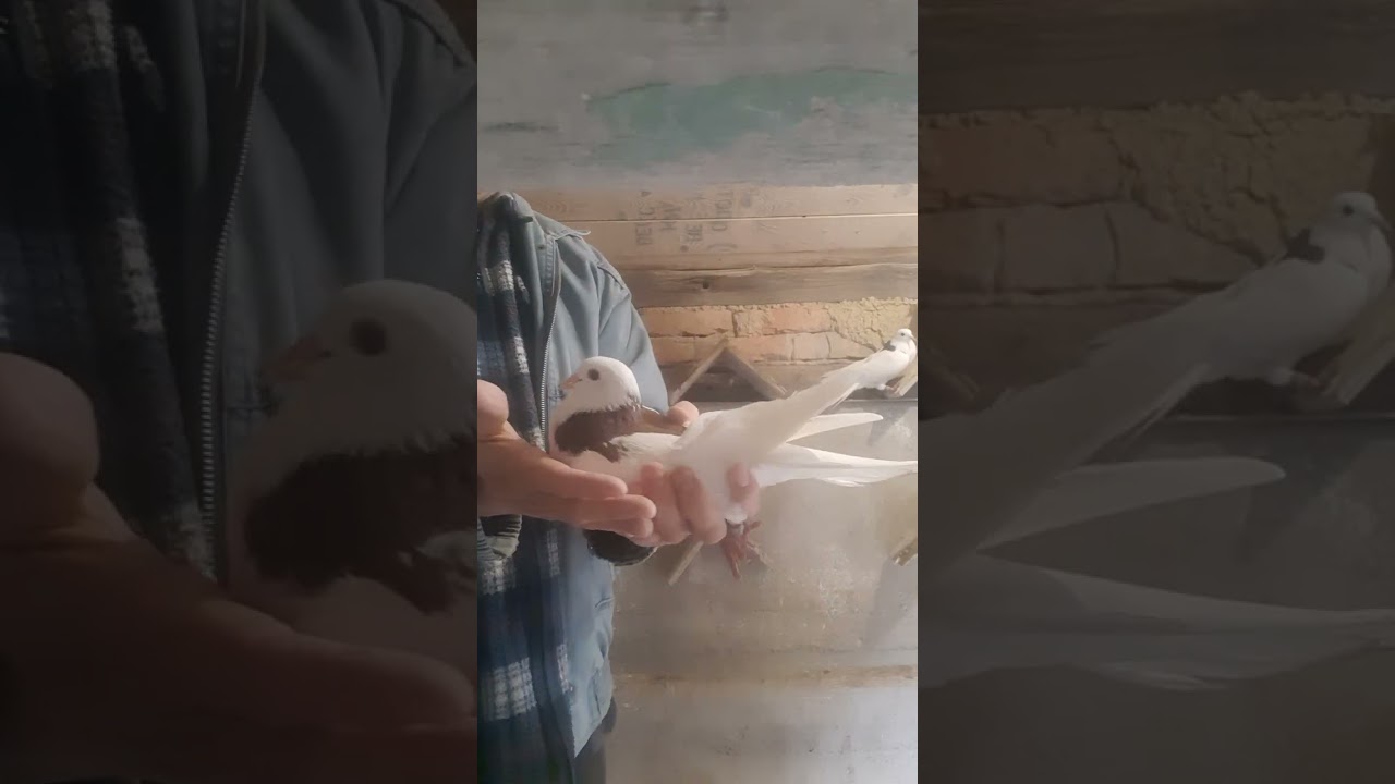 Пермские гривуны.Голуби.