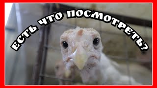 ОБЗОР хозяйства🙂, ПОПАЛИ на плохое яйцо в ПИК сезона😭