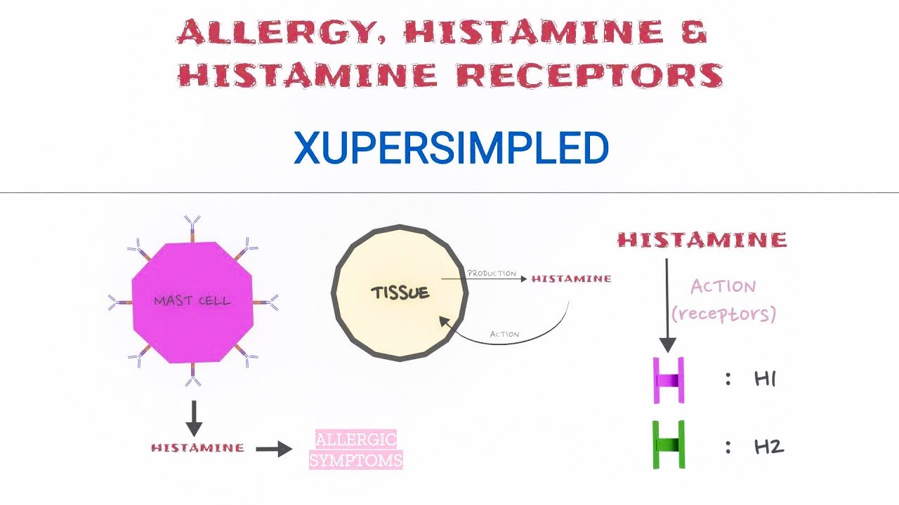 Гистамин в крови. Histamine receptors. H4 рецепторы гистамина. Гистамин качественные реакции. Гистамин блок.