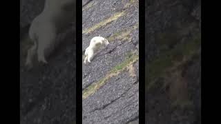 When Mountain Goats Fall