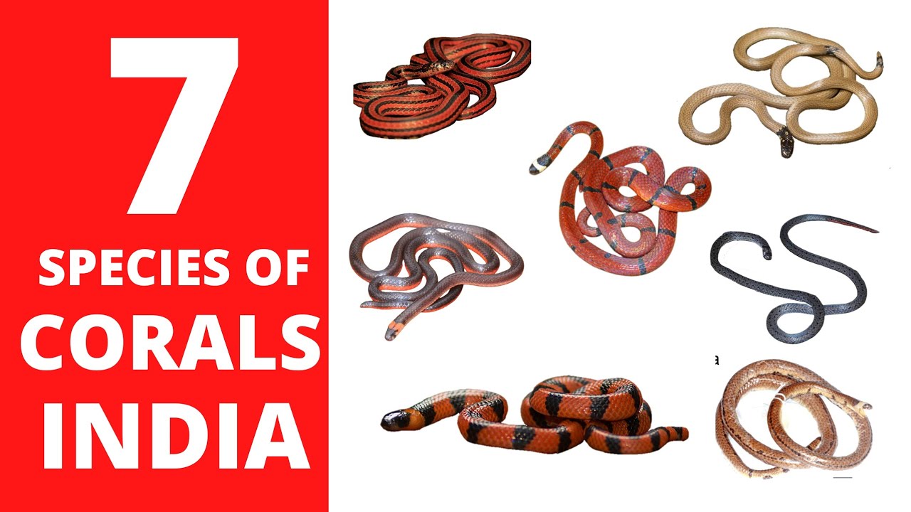7 species of Coral snakes found in India भारत मे पाए जाने वाले कोरल स्नेक की प्रजाति