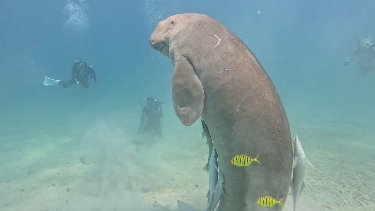 필리핀 코론 스쿠버다이빙 | Philippines Coron Scuba Diving
