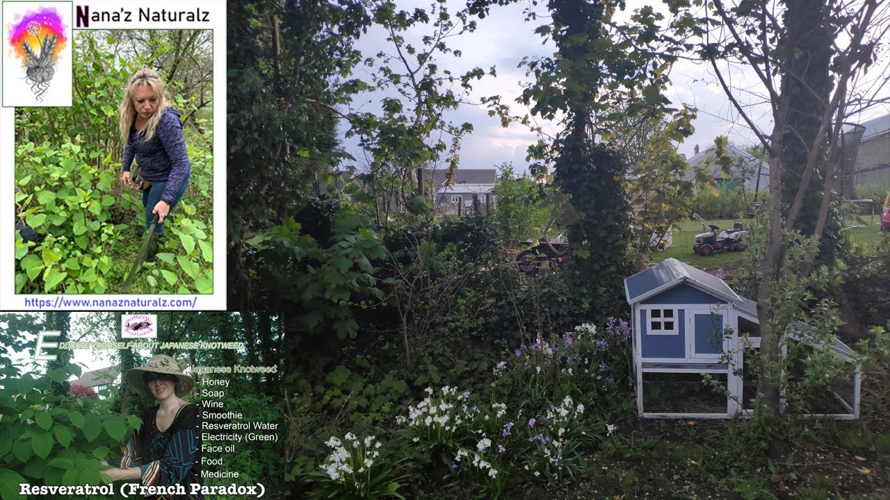 Japanese Knotweed Garden 17 YEARS