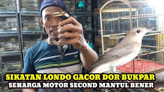 Download Lagu KIOS OM BAMS!!CEK HARGA BURUNG TERBARU DIKIOS OM BAMS PASAR BURUNG PRAMUKA HARI INI MP3