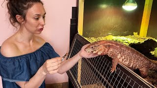Feeding A PET DRAGON Tegu / Improved cooling in the greenhouse