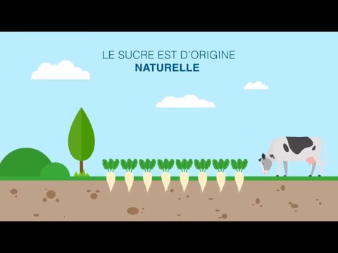 Vidéo: Culture de la betterave à sucre - En savoir plus sur les plants de betterave à sucre