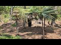 Quick Primitive Shelter Anywhere