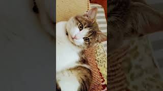 Сказочная утомленная днем. #врек #cat #косолапыйшатун #catlover #kitten #2024 #рек #cut #теплобетон