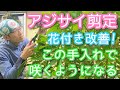 【アジサイの剪定】もっと花が咲くようになる手入れ改善法(2026年7月)🍃💐