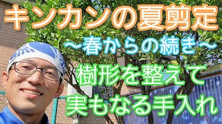 【キンカン(金柑)の剪定②】実と美観を両立させる夏の手入れ(2022年6月)