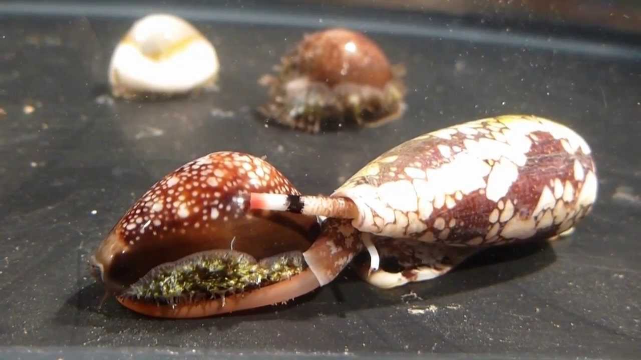 Conus episcopatus.mpg