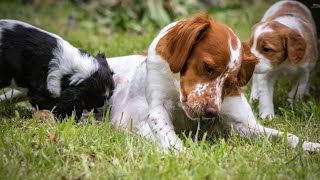 Unleashing the Potential of Brittany Dogs in Rally Obedience Trials