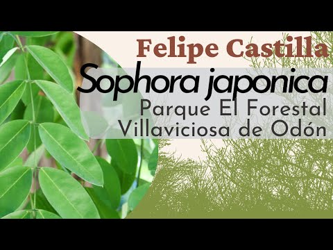 Video: ¿Qué es Sophora Japonica? Aprenda sobre el cuidado de los árboles de las pagodas japonesas