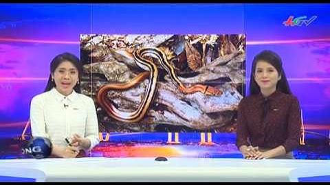 Mất 250 triệu đồng vì… con rắn hổ ngựa