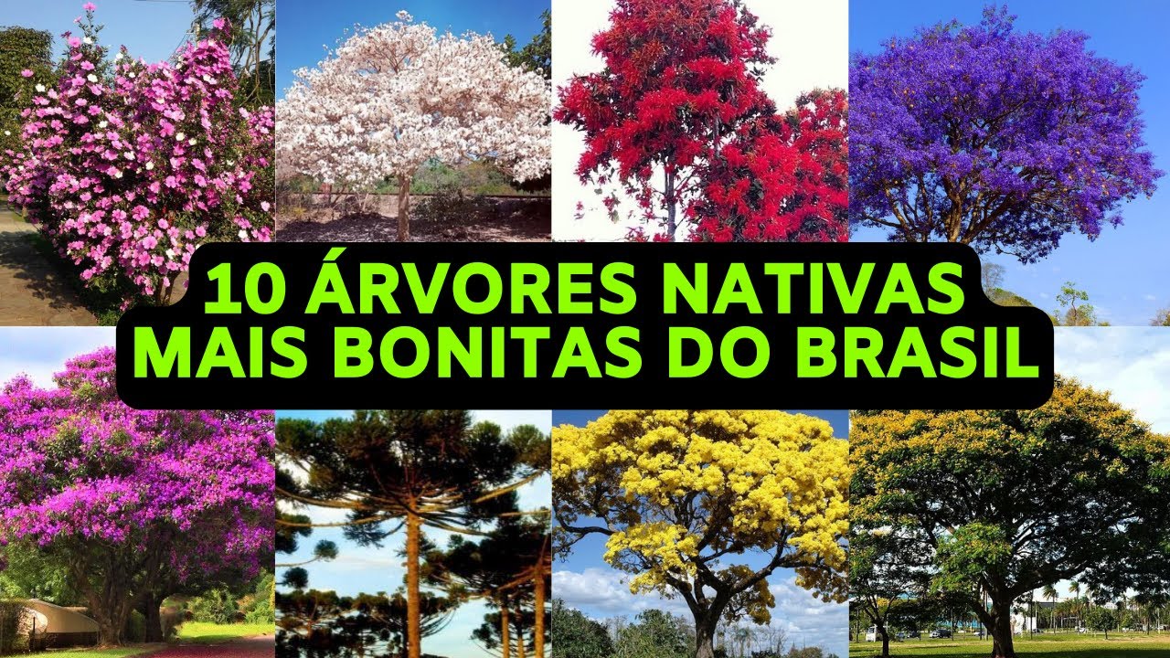 As 10 Árvores Nativas mais Bonitas do Brasil - As mais Belas e Fascinantes Árvores Brasileiras