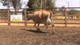 vaca 5161