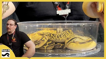 Wicked Ball Pythons with JSA Reptiles - Triple B TV Ep.277