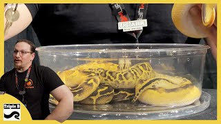 Celebrity Wicked Ball Pythons with JSA Reptiles - Triple B TV Ep.277 Wealth