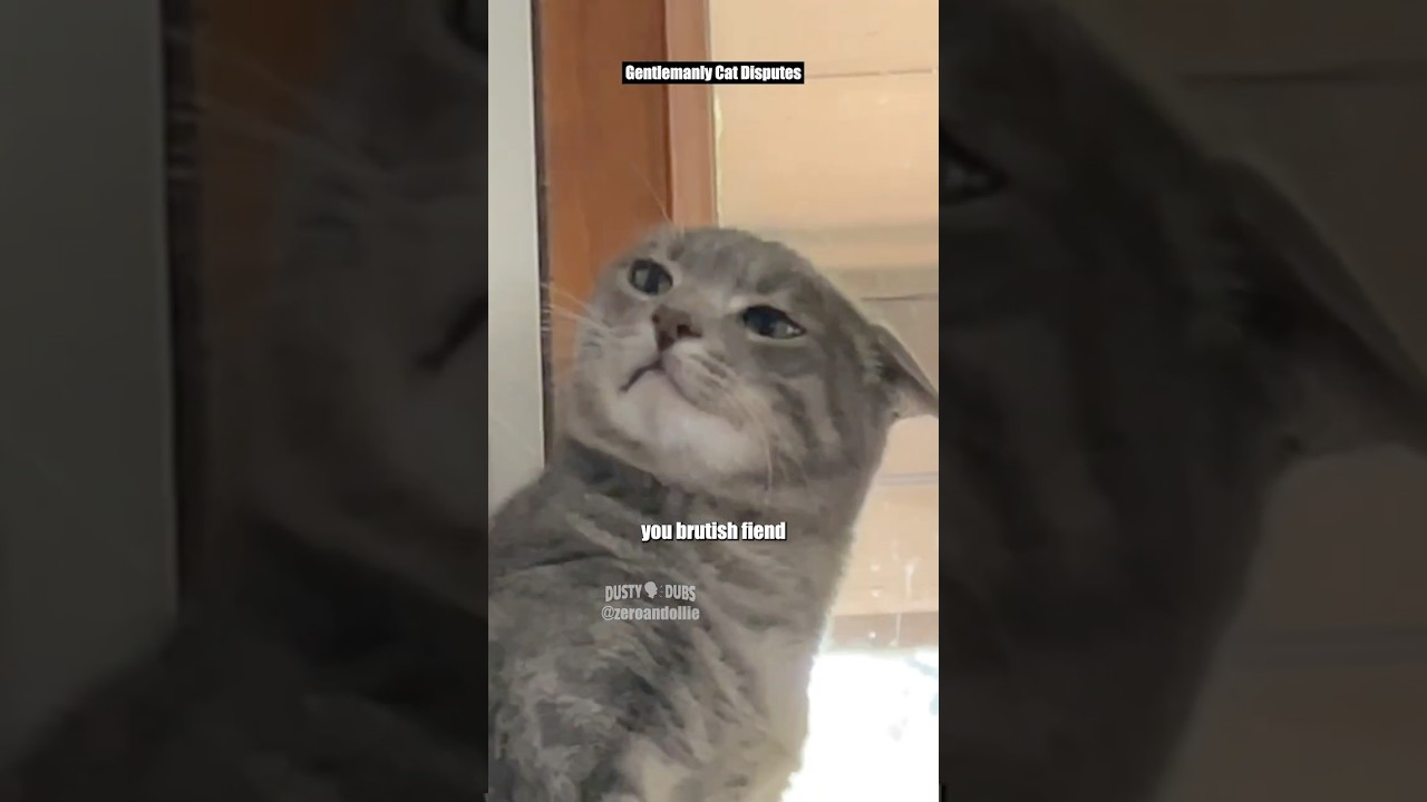 Gentlemanly Cat Disputes 🎥: @zeroandollie