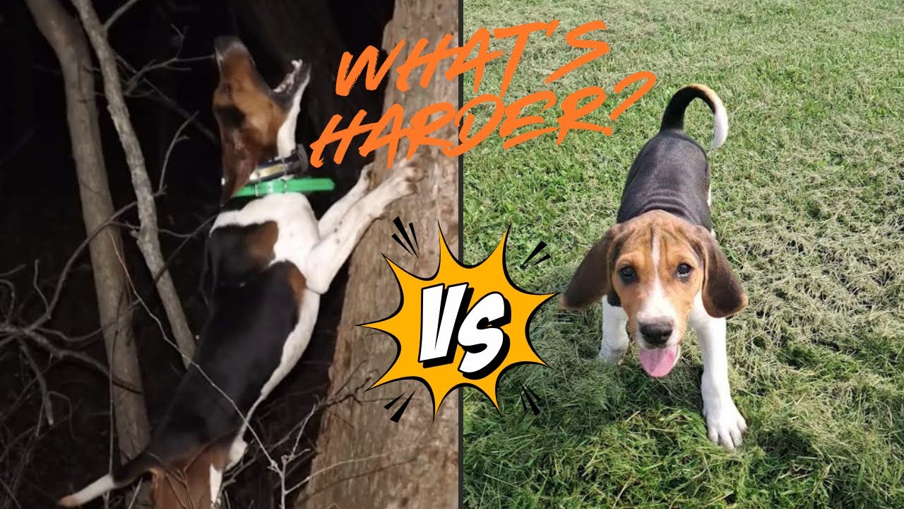 What's Harder? Winning or Training? - YouTube