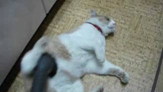The cat with the cleaner