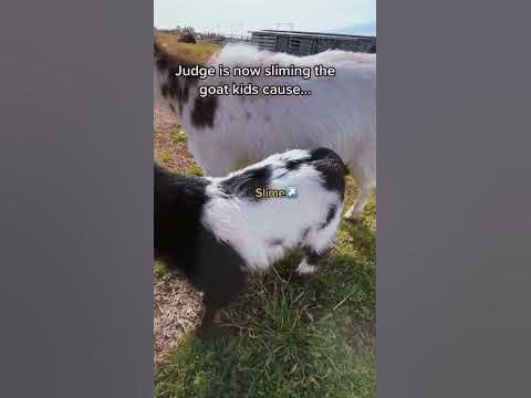 Our livestock guardian dog Judge only slimes the ones he likes the most