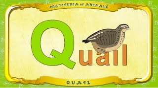 Multipedia Of Animals. Letter  Q - Quail