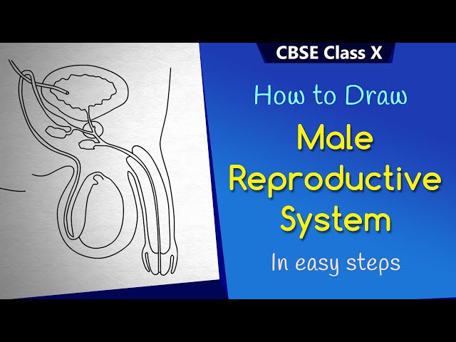 Given below is the outline of the male reproductive system.