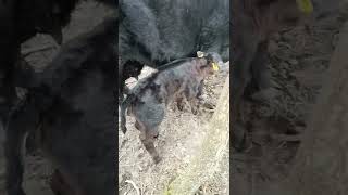 Verbeterd Roodbont Cross Heifer