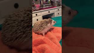 Hegehog