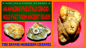 FASCINATING FOSSILS: UNBAN COLLECTING - A CRINOID FOSSIL WITH FIVE NODE