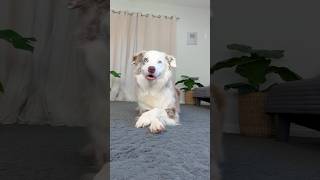 Bliss crosses his paws, very demure very mindful