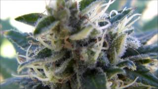S.A.D. (Sweet Seeds): floración en exterior 1