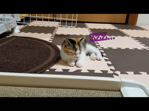 遊び疲れて寝落ちする子猫がかわいい