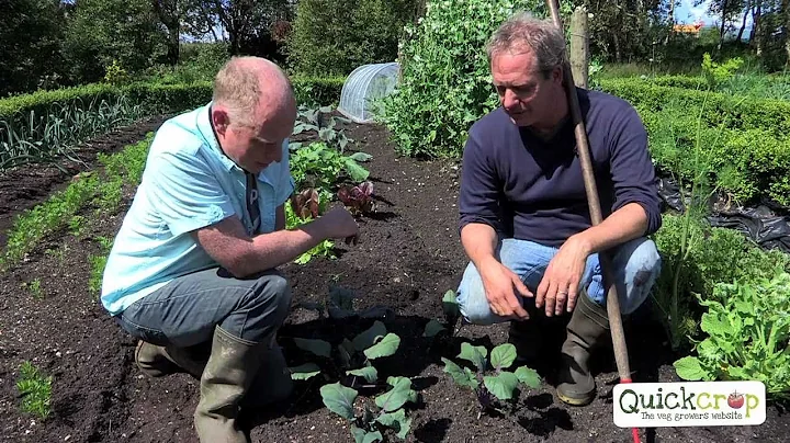 Cách trồng cải bắp một cách dễ dàng với Quickcrop