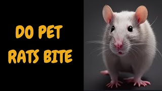 Do Pet Rats Bite