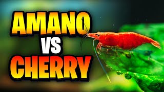 Udang Amano Vs Udang Ceri - Mana Pilihan Terbaik untuk Akuarium Anda?