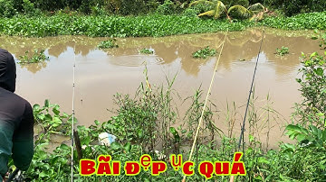 Câu Cá Tra Sông Mùa Nước Nổi - Bãi Mới Đẹp Gặp Đúng Chỗ Cá Ục Thấy Mê || Fishing - Miền Tây