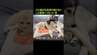 犬と猫がお布団の取り合いした結果...5秒後...#shorts