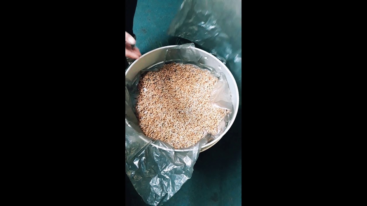 Хөрсгүйгээр ногоон тэжээл хэрхэн тарих вэ? заавар зөвлөгөө🐴🐄🐐🐑