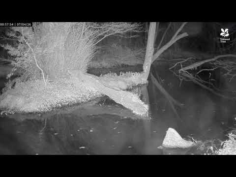 Beaver Fells a Holly Bush | Beaver Cam Highlights