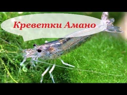 Креветки Амано в аквариуме. Содержание, уход, совместимость и чем кормить.