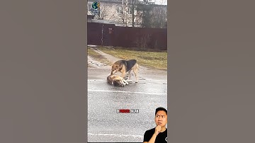 Anjing Ini Tak Mau Tinggalkan istrinya yang Tertabrak #shorts