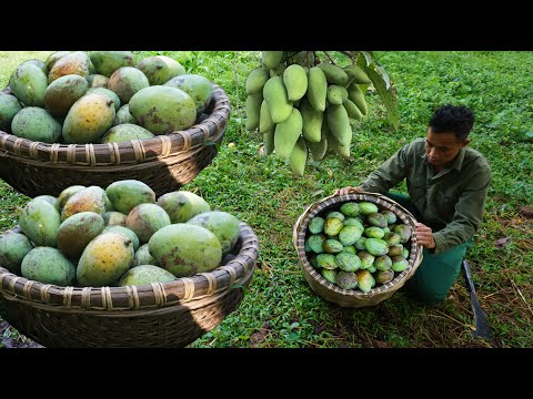 Harvesting mangoes and bringing them to the market to sell, Bonsai gardening techniques Ep 70