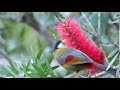 Silver-eared Mesia (Leiothrix argentauris)